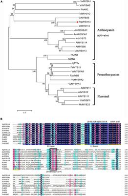 The Paeonia qiui R2R3-MYB Transcription Factor PqMYB113 Positively Regulates Anthocyanin Accumulation in Arabidopsis thaliana and Tobacco